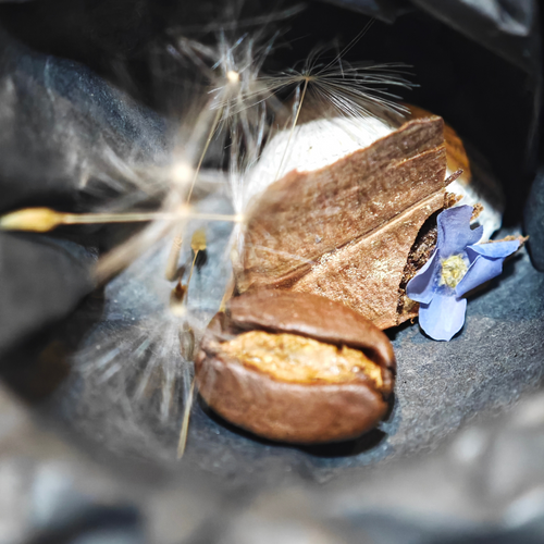 Geöffnete MEMENTOVIA-Box "Würdigung des Lebens" in Draufsicht. Enthalten sind symbolische Beigaben: ein Vergissmeinnicht, ein Tannenzapfen, eine Muschel, eine Kaffeebohne und eine Pusteblume. Liebevoll arrangiert, um unvergängliche Erinnerungen, Erneuerung und Hoffnung zu symbolisieren.